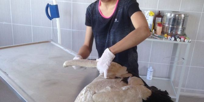 Yaralı Halde Bulunan Leylek Ve Köpek Tedavi Altına Alındı
