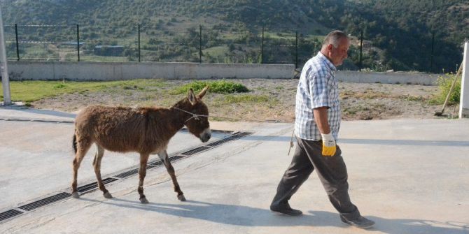 Sahipsiz Eşek ‘Mazlum’ Yeni Yuvasına Götürüldü