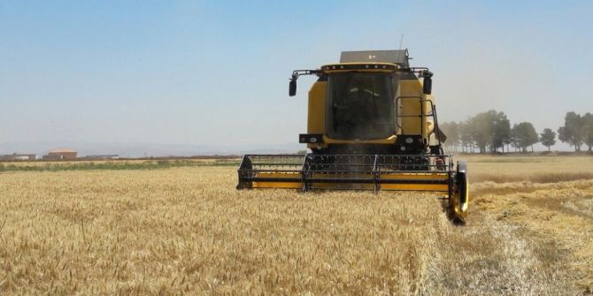 Mkü Arazilerinde Buğday Hasadına Başlandı