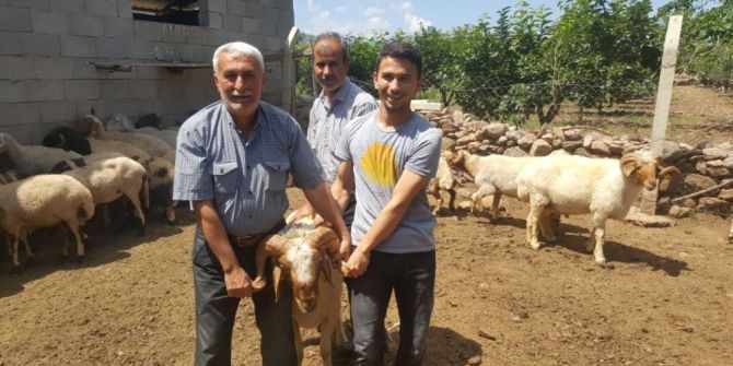 Kırıkhan Ve Hassa’da Damızlık Koç Dağıtımı Yapıldı