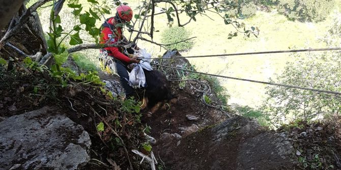 Kayalıklarda Mahsur Kalan 5 Keçi 7 Saatlik Çalışmayla Kurtarıldı