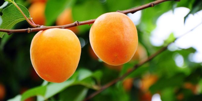 Kayısıda 672 Bin 670 Ton Rekolte Bekleniyor