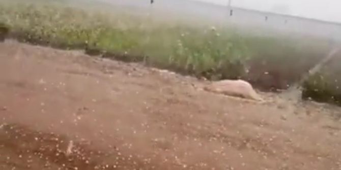 Ödemiş’de Tarlaları Dolu Vurdu