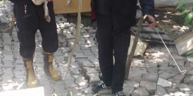 Eve Giren Yılan Paniğe Neden Oldu
