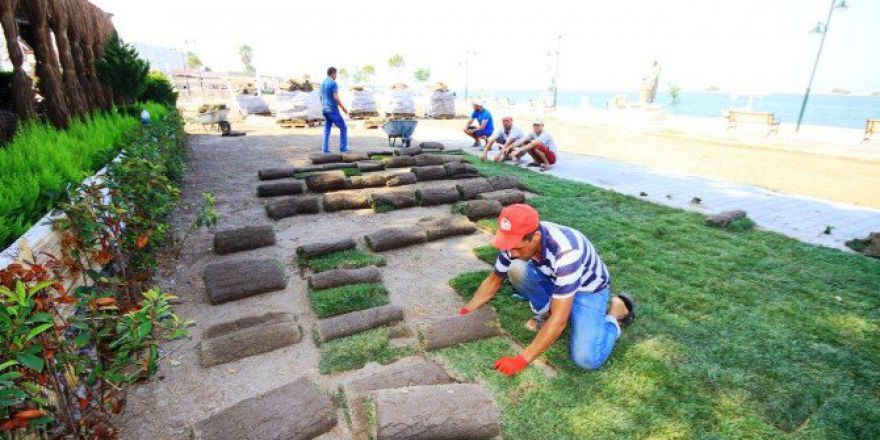 Altınova Limanda Çimleme Çalışması