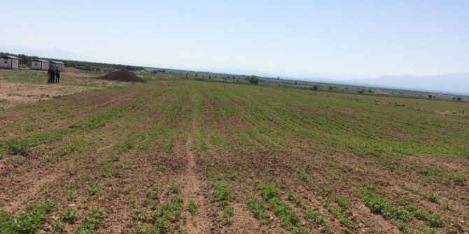 Malatya’da İlk Defa Kinoa Bitkisi Ekildi