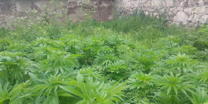 Eskişehir’de Bahçeye Ekili 927 Kök Hint Keneviri Ele Geçirildi