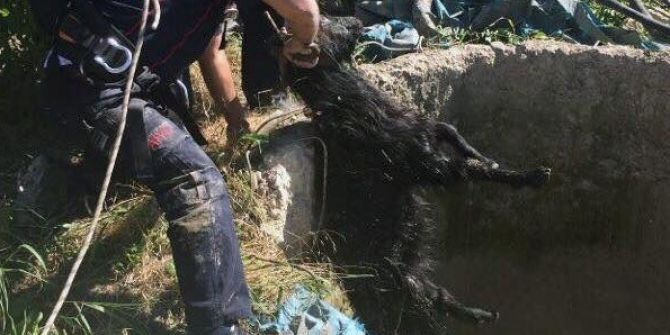 Elazığ’da Keçi Kurtarma Operasyonu