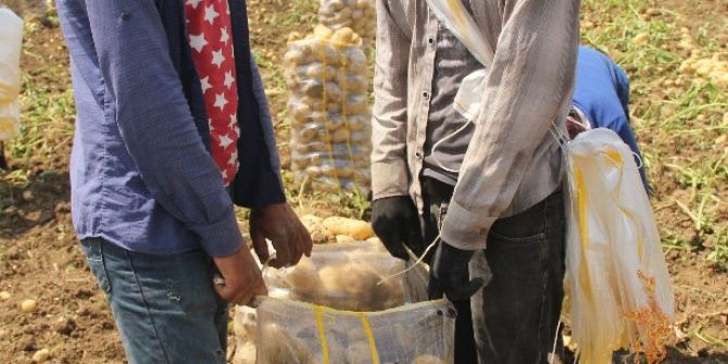 Yaşıtları Karne Alırken Onlar Tarlada Çalışıyor