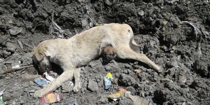 Annesi Telef Olan Yavru Köpeğin Yürek Burkan Hali
