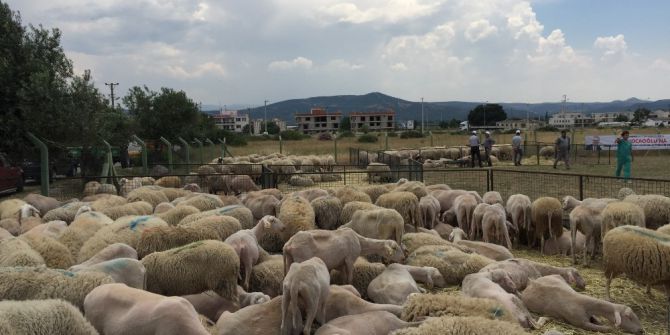 İzmir’de Sürü Bereketi