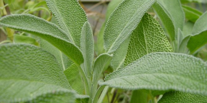 Odun Dışı Orman Ürünlerinde Hedefler Aşıldı