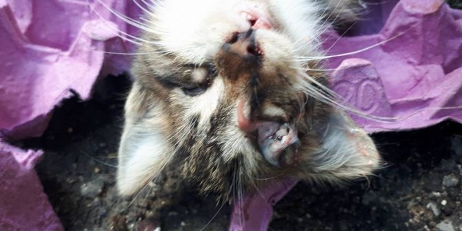 Yavru Kediye İğrenç İşkence