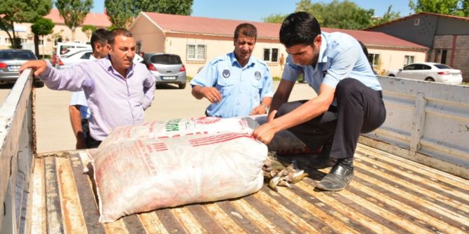 Tuşba’da Kaçak Balık Operasyonu