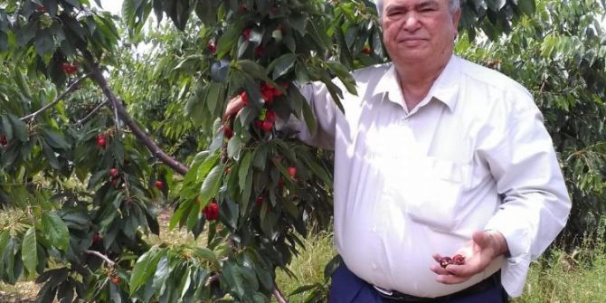 Kiraz Ve Erik İhracatını Yağışlar Vurdu