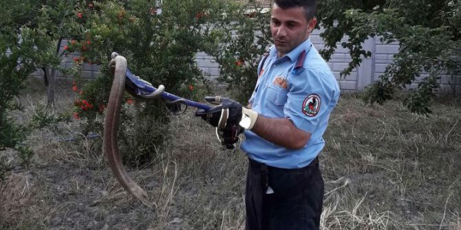 Eve Giren Yılan Korkuttu