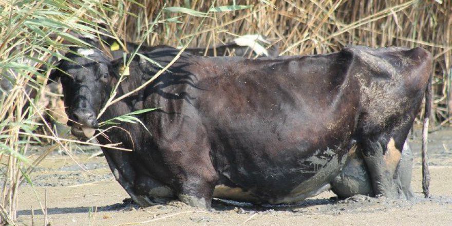 Sıcaktan Bunalan Hayvanlar Manyas Gölü’nde Serinliyor