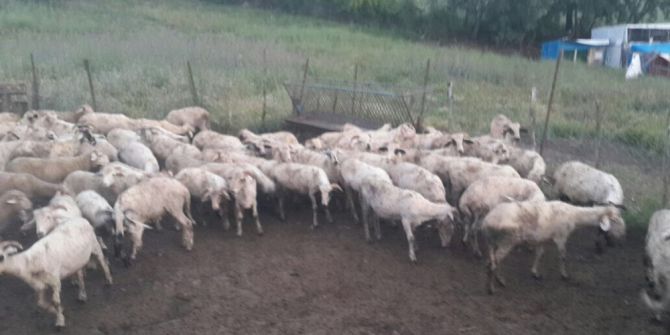 Ayvacık’tan Çalınan Koyunlar Balıkesir’de Bulundu