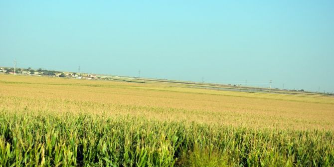 Viranşehir’de Terör Nedeniyle Mısır Ekimine Kısıtlama Getirildi