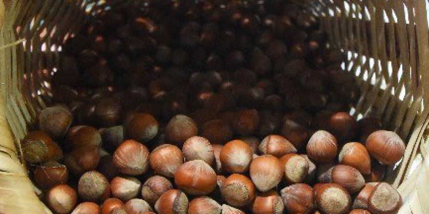 Ordu’nun Fındık Sepetleri İspanya Yolunda