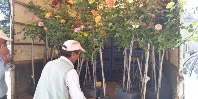 Gölbaşı İlçesinde Parklar Ve Refüjler Güllerle Süslendi