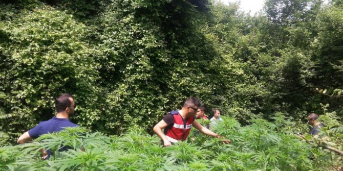 İzmit’te 3 Bin 200 Kök Hint Keneviri Ele Geçirildi