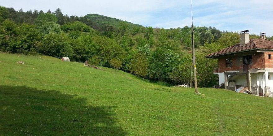 Bartın’da 2 Büyükbaş Hayvan Çalındı