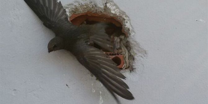 Duvar Deliğine Sıkışan Kırlangıcı İtfaiye Kurtardı