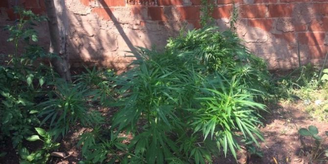 Bahçede Sebze Yerine Kenevir Yetiştirmiş