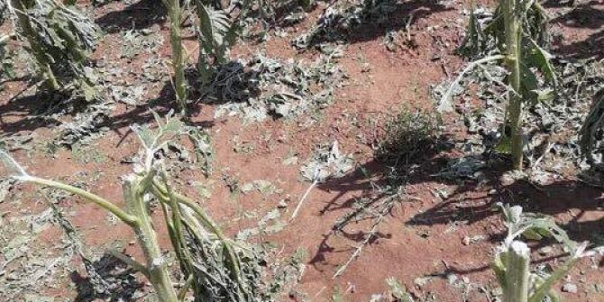 Edirne’de Ekili Alanlar Doludan Zarar Gördü