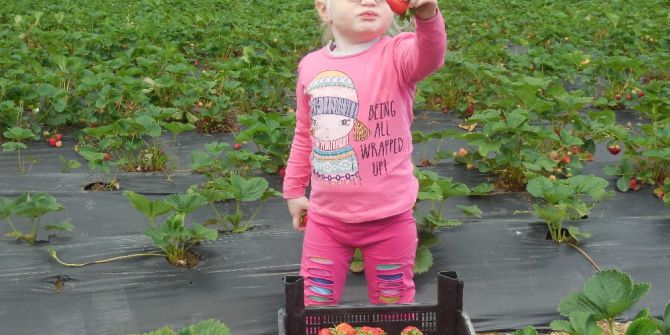 Çilek, Çiftçinin Tatlı Gelir Kapısı Oldu