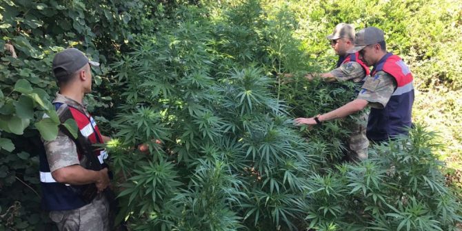 Hatay’da 80 Kök Hint Keneviri Ele Geçirildi