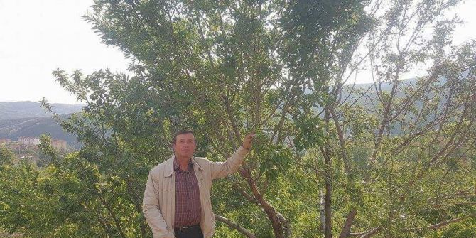 Şaphane’de Kayısı, Badem Ve Armut Bereketi