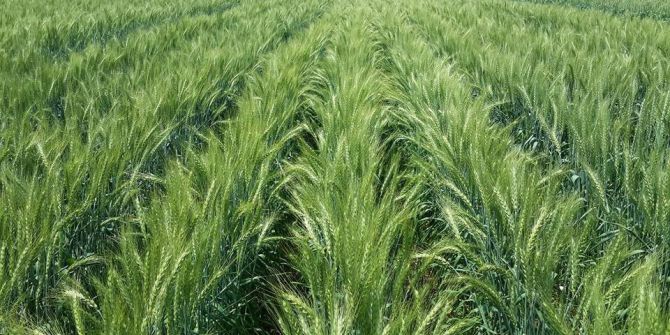 Milli Buğday Çeşidi Tekir’den Yüksek Verim