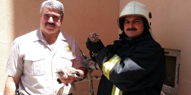 Mahsur Kalan Kuş Yavruları İçin Seferber Oldular