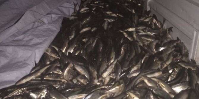 Van’da 10 Ton Kaçak Avlanmış Balık Ele Geçirildi