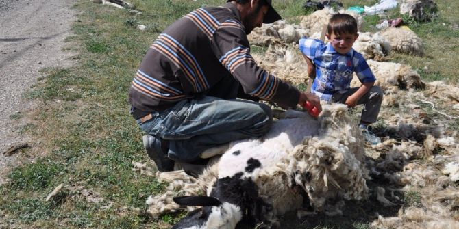 Kars’ta Koyunlar Kırkılmaya Başladı