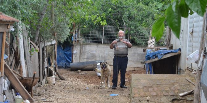 Köpek Yaşlı Kadını Kafasından Isırdı