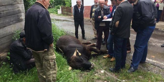 Devrilen Direk, Bir İneği Telef Etti