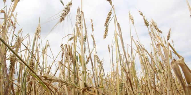 Dolu Çiftçileri Perişan Etti