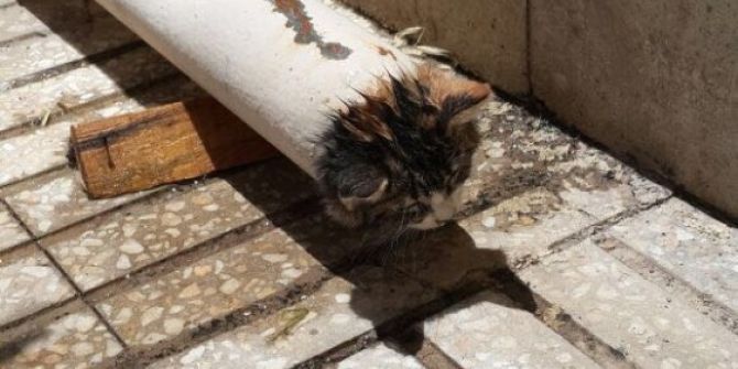 Elektrik Direğine Sıkışan Kediyi İtfaiye Kurtardı