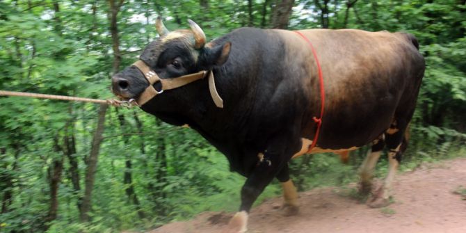 Boğalar Şampiyonlar Ligi İçin Kampa Girdi