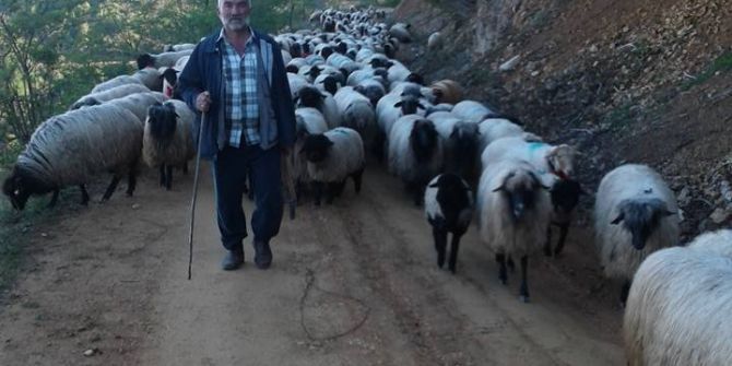 Giresunlu Yaylacıların Yayla Sorunu