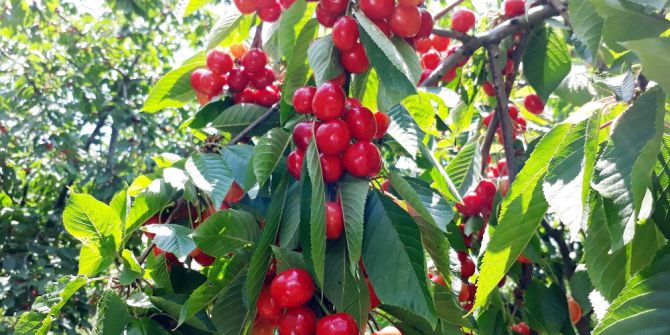 Çukurova’da İhracatlık Kiraz Hasadı Başladı