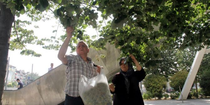 Kocaeli’de Ihlamurlar Çiçek Açtı