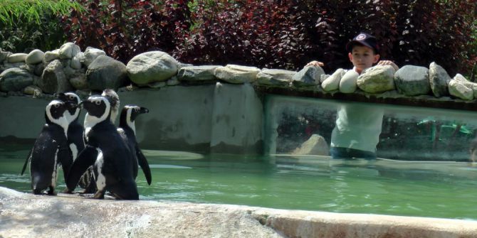 Nesli Tükenmekte Olan Afrika Gözlüklü Penguenleri Darıca’da Korunuyor