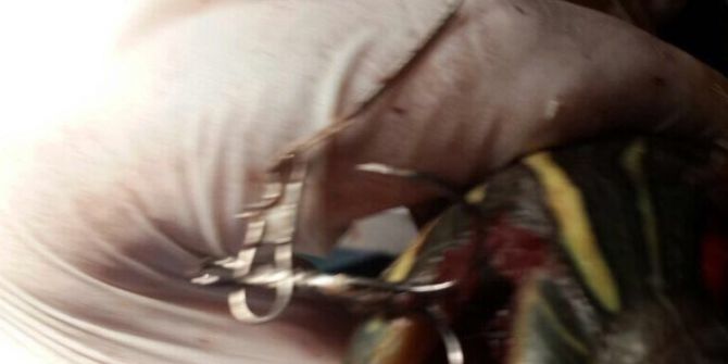 Çapari İğnesiyle Yaralanan Kaplumbağa Ameliyata Alındı