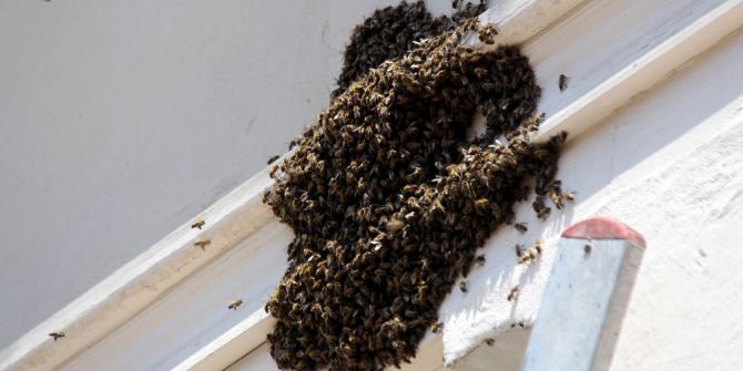 Firar Eden Arılar Sokağı İstila Etti