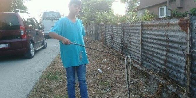 Akçakocalı Çiftçileri Yılan Korkusu Sardı