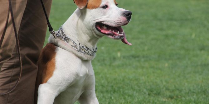 Köpekler Podyumda Boy Gösterdi